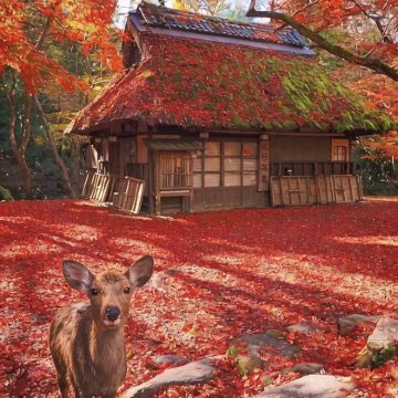 日本大阪+京都+奈良5日4晚拼小团