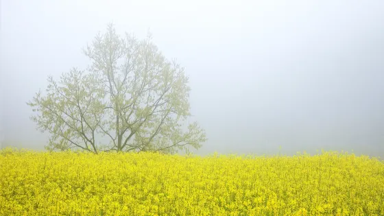 兩河村油菜花