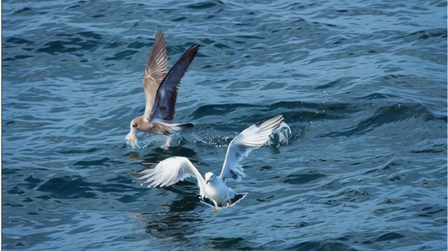 俄罗斯海参崴4日3晚跟团游·哈尔滨起止+含玻璃海滩+金角湾游船+萨马拉浴场+跨境短途游+团队免签+双动往返+赠送俄罗斯海鲜餐+海参崴火车站+西伯利亚大铁路纪念碑+胜利广场战士纪念碑+S