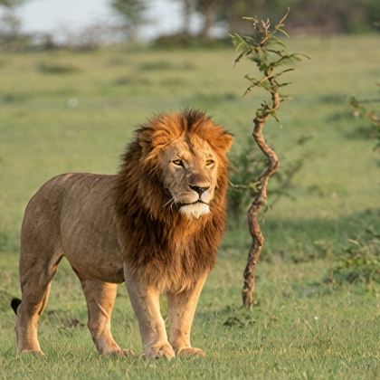 肯尼亚马赛马拉国家公园+纳库鲁+安博塞利国家公园+奈瓦沙8日7晚跟团游