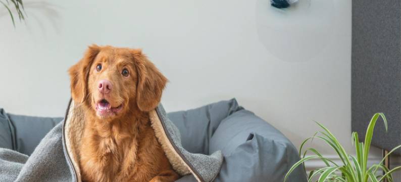 OYO埃洛伊酒店-近卡萨格兰德I-10(OYO Hotel Eloy Casa Grande Near I-10)图片