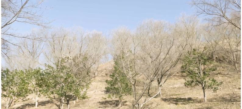 八盐温泉 八盐館(Yashiokan)图片