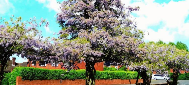 马尔文之家酒店(Malvern House)图片