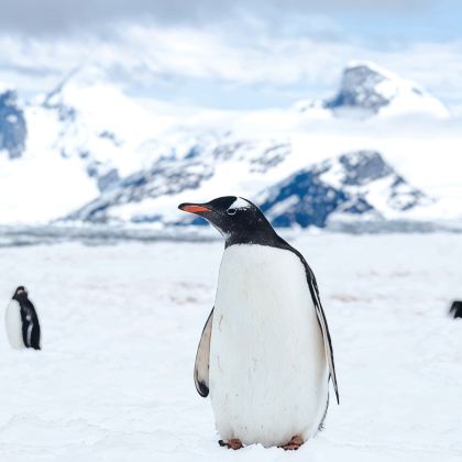 阿根廷+南极洲+南极半岛17日跟团游