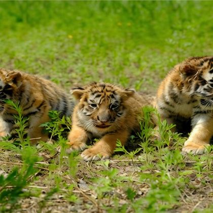 哈尔滨+延吉+长白山景区+沈阳5日4晚拼小团