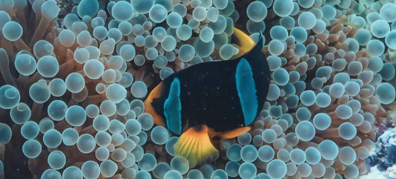 迪夫希-拉舒希亚酒店(Rashu Hiyaa)图片