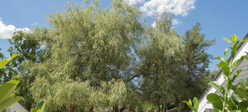 热带酒店(Hotel Tropical)图片