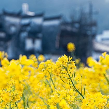 江西南昌+庐山风景名胜区+婺源+景德镇+三清山风景区5日4晚跟团游