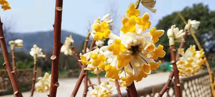 花筑·无锡三月里客栈(灵山大佛拈花湾店)图片