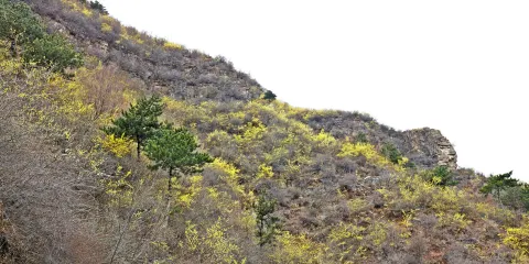 狗牙山