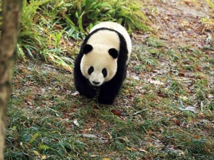 Panda Base's new favorite "Nao Nao" is adorably round