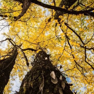余姚+丹山赤水+柿林村+四明湖+茅镬村古树林+雪花潭景区3日2晚私家团