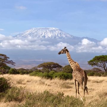 坦桑尼亚乞力马扎罗区+塞伦盖蒂国家公园12日11晚跟团游