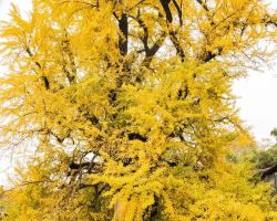 【秋日限定】西安秋日賞桂觀葉！免費公園打卡指南即刻睇