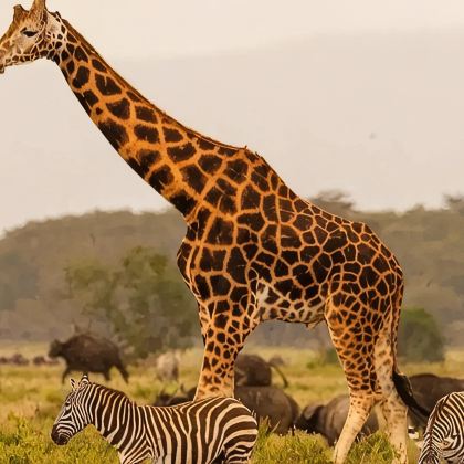 肯尼亚+坦桑尼亚13日11晚私家团