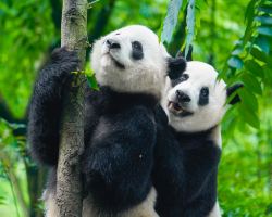 Summer at Panda Valley: meet giant and red pandas