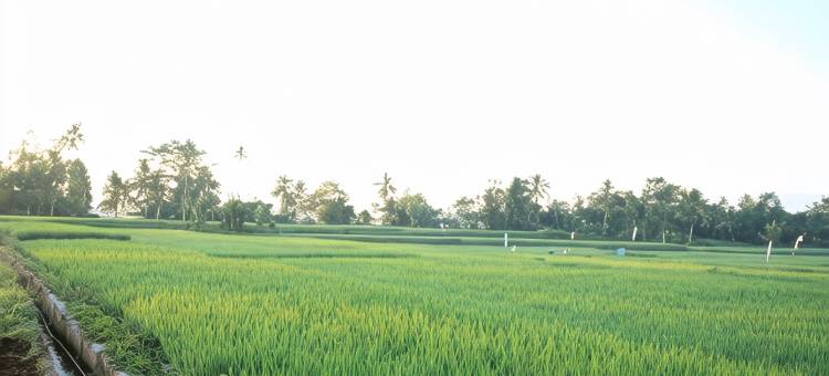 乌布阿约纳家庭酒店(Ayuna Family Ubud)图片