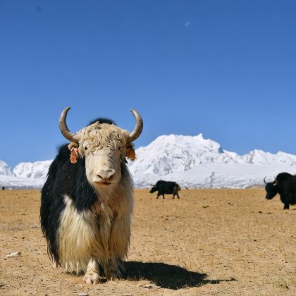 西藏阿里7日6晚跟团游