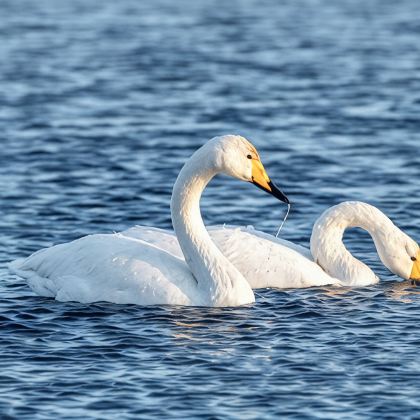 新疆北疆+伊犁+喀纳斯景区+赛里木湖+那拉提12日11晚私家团