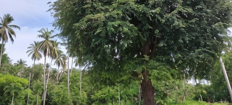 Sisina度假屋(Sisina Resort)图片