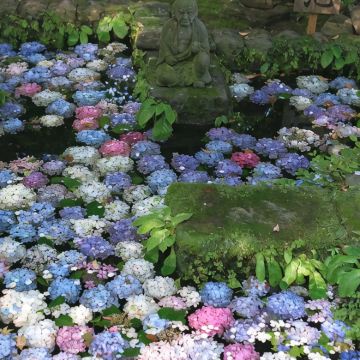 日本北海道札幌+登别+洞爷湖町+函馆+小樽+富良野+美瑛町+白色恋人公园+五棱郭公园+登别地狱谷+小樽天狗山+小樽贵宾馆+头大佛9日8晚私家团