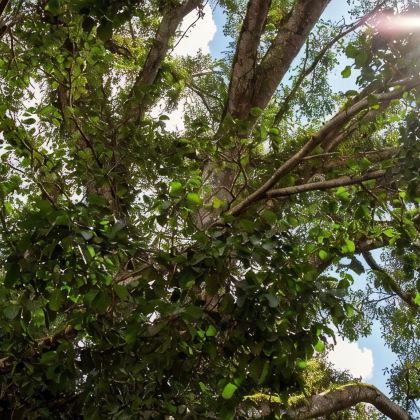 普洱+景迈山茶林文化景区+翁基布朗族老寨5日4晚私家团