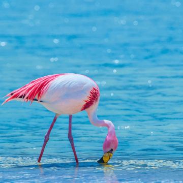 智利7日6晚私家团