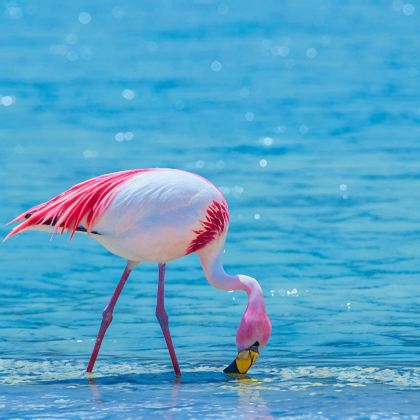 阿根廷布宜诺斯艾利斯+巴西+乌拉圭17日16晚私家团