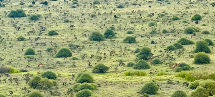 Traveler's Loft -National park views minutes from JKIA & SGR图片
