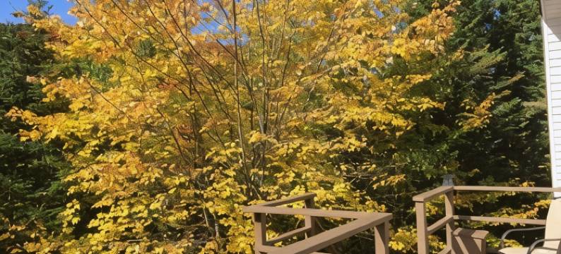 劳伦提安自然小屋(Lodge Nature Laurentides)图片