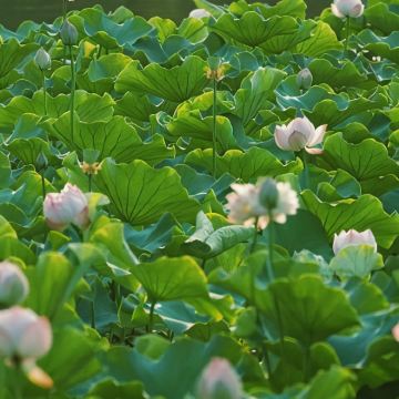 昆明+普者黑景区+抚仙湖4日3晚拼小团