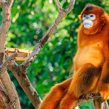 广州+长隆野生动物世界5日4晚私家团