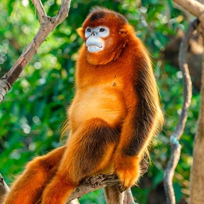 广州+江门+海陵岛+湛江+长隆野生动物世界5日4晚拼小团