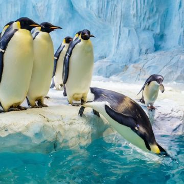 深圳+珠海长隆海洋王国6日5晚拼小团