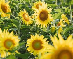 Sunflowers bloom at Wujiang’s East Taihu Lake—summer fun awaits