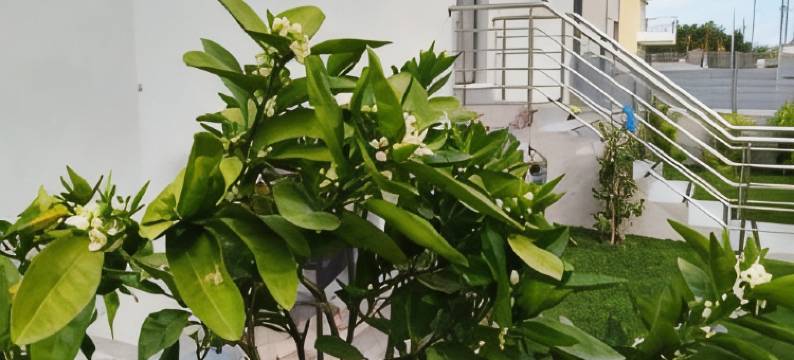 阿罗哈旅馆(Aloha Inn)图片