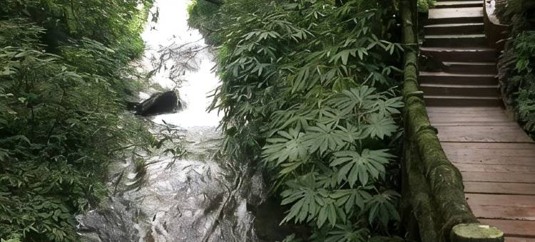 雅安云水间民宿(碧峰峡店)图片