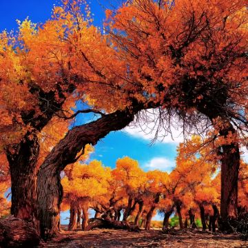 内蒙古额济纳胡杨林旅游区5日4晚私家团