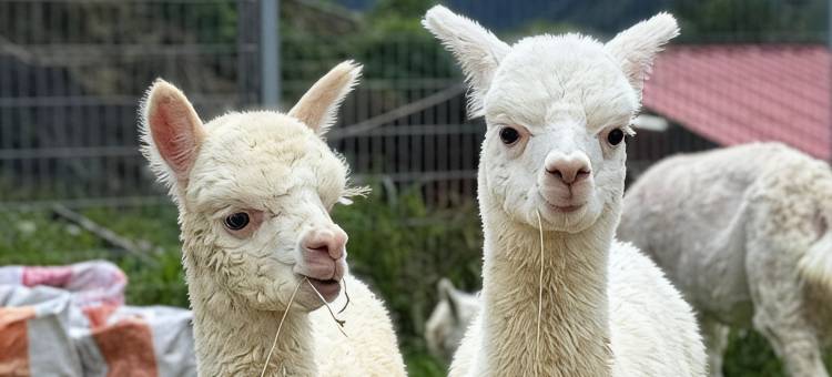 Alpaca Club Homestay图片