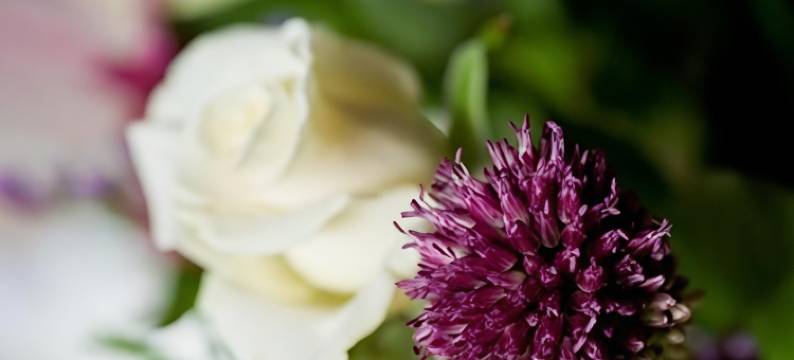 老庄园住宿加早餐旅馆(The Old Manor House B & B)图片