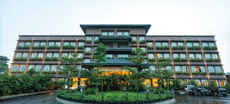 梅菲尔Purnea(Mayfair Purnea)图片