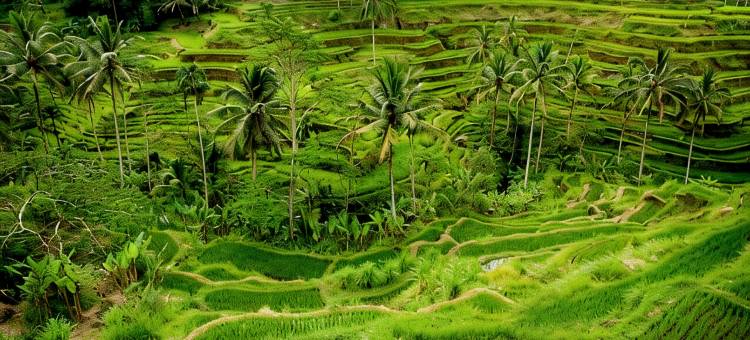晟诗度假酒店及水疗与会议中心，世尊系列(Sens Hotel  Spa + Conference Ubud Town Centre)图片