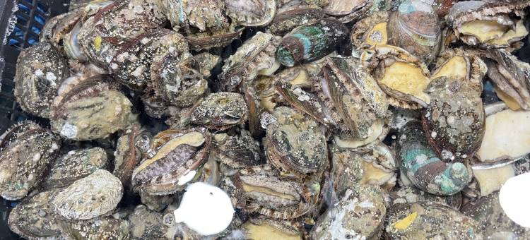周管家海景民宿(广东路分店)图片