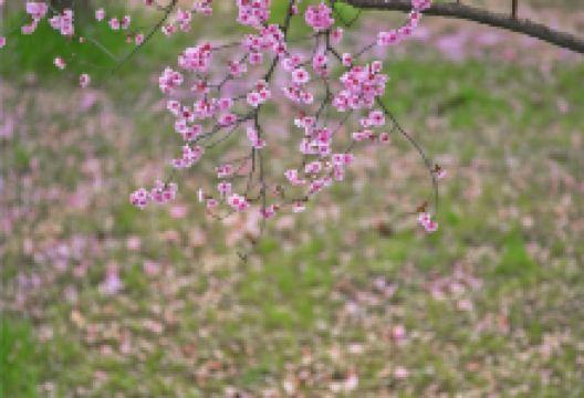 桃花故里景区景点图片