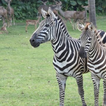 佛山+珠海长隆+广州长隆6日5晚拼小团