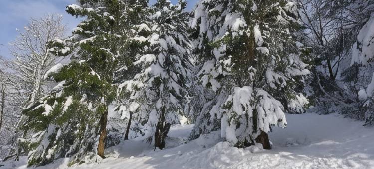 罗宾汉农场住宿加早餐旅馆(Robin Hood Farm B&B)图片