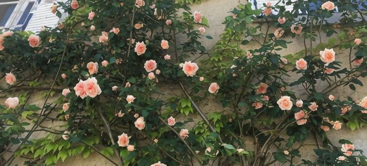 莱尔庞巴杜宅邸酒店(Maison Lyre, Pompadour)图片