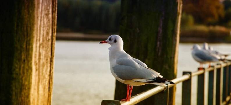 HotelHafen威德尔酒店(HotelHafenWedel)图片