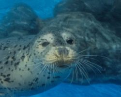 Spotted seal sisters named after pastries at Shanghai Ocean Aquarium