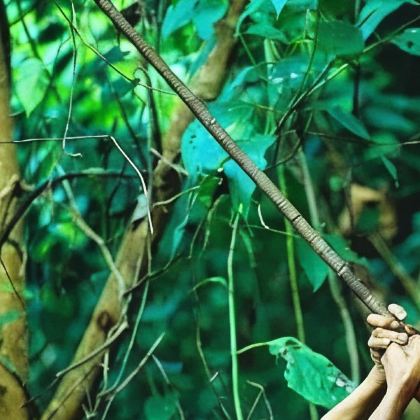 巴西圣保罗+马瑙斯+亚马逊雨林6日5晚拼小团